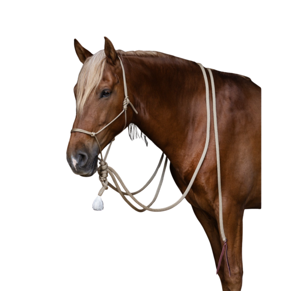 Hackamore